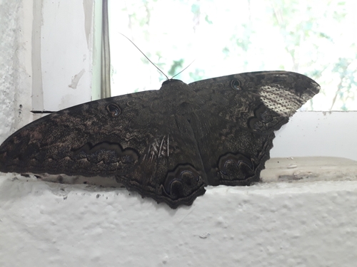Polilla Bruja