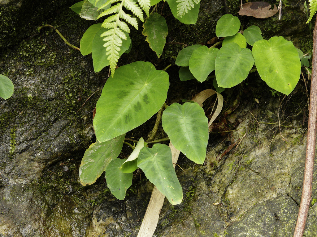 Colocasia fallax