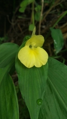Pyrgophyllum yunnanense