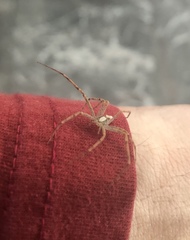 Araneae