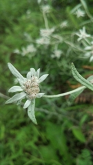 Leontopodium