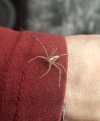 Araneae