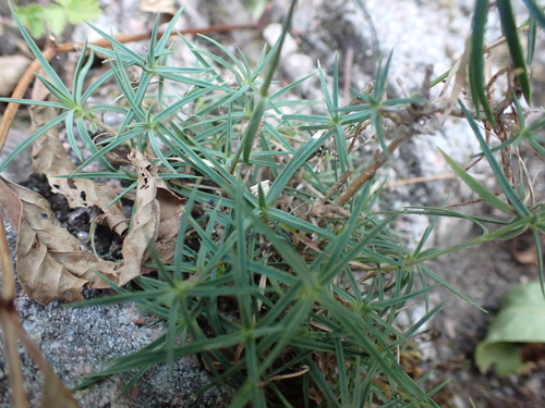 Image of Dianthus graniticus by (c) luluchouette, some rights reserved (CC BY)