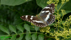Argynnis sagana