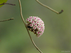 Hoya