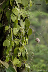 Hoya