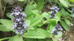 Ajuga forrestii