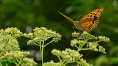 Argynnis sagana