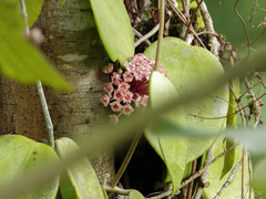 Hoya