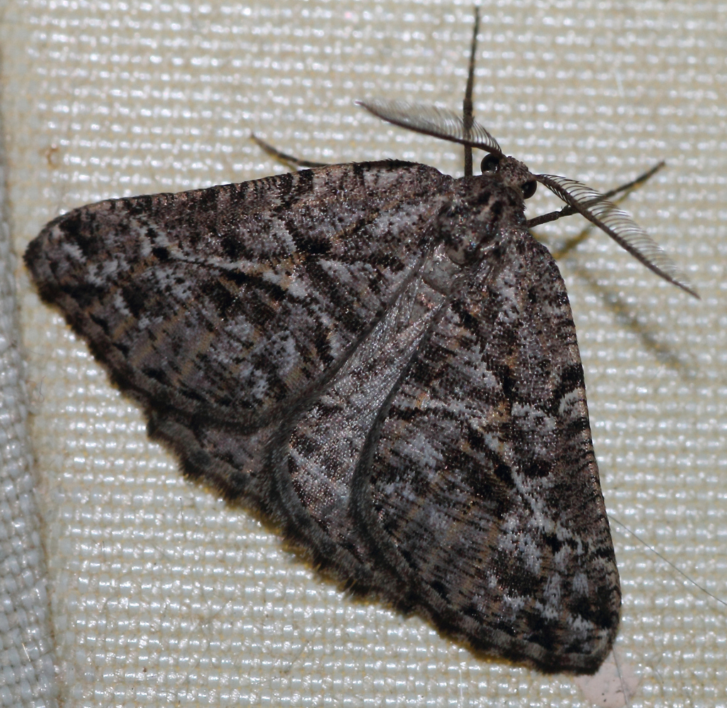 Hypotephrina minima