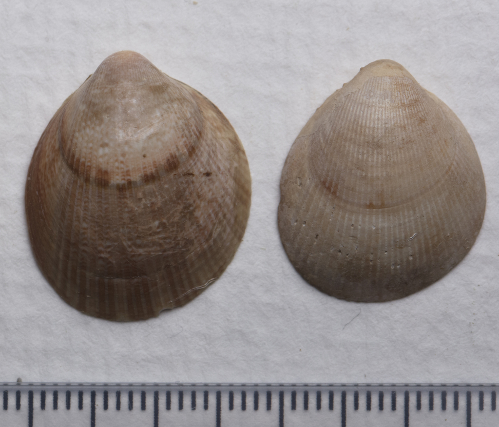 Laevicardium castanea