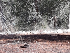 Caprimulgus madagascariensis