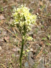 Toxicoscordion paniculatum