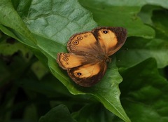 Mycalesis anapita