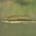 Blackstripe Topminnow - Photo (c) Dean Hester, some rights reserved (CC BY-NC-ND), uploaded by Dean Hester