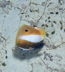 Coradion chrysozonus