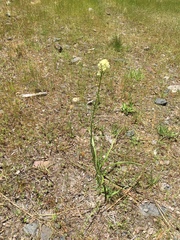 Toxicoscordion paniculatum