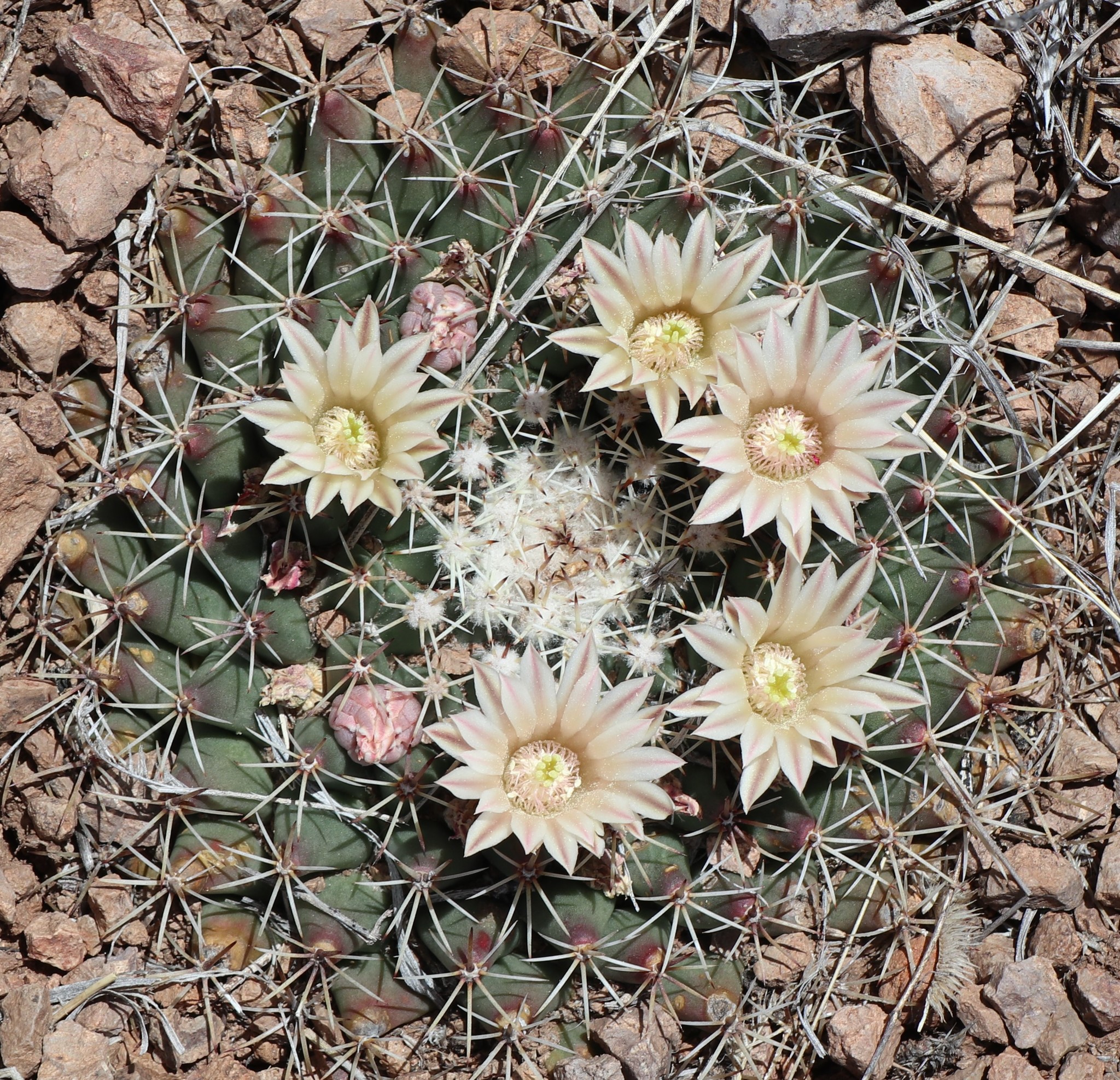 Photos of little nipple cactus (Mammillaria meiacantha)  iNaturalist