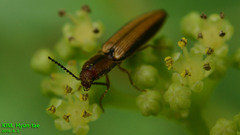 Ludioschema vittiger