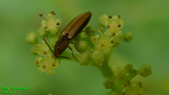 Ludioschema vittiger