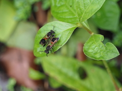 Ropalidia sumatrae