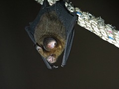 Hipposideros cervinus