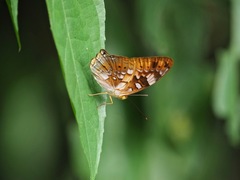 Vagrans sinha