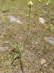 Toxicoscordion paniculatum