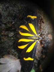 Cyllopoda claudicula