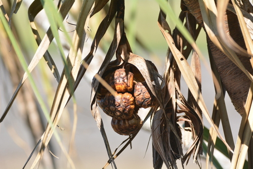 Image of Pandanus spiralis by no rights reserved