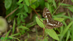 Limenitis helmanni