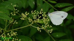 Pieris melete
