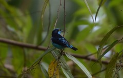 Dacnis lineata