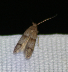 Blastobasis pulchella