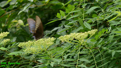 Papilio dehaanii