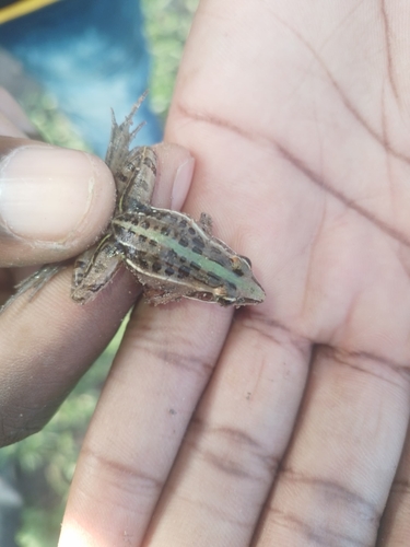 Nile Ridged Frog