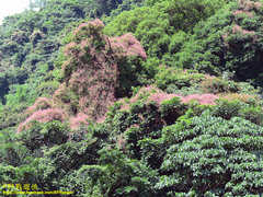 Urceola rosea