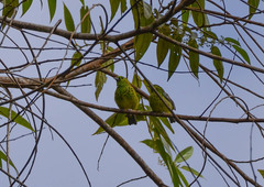 Ixothraupis xanthogastra