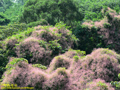 Urceola rosea