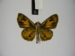 Gorgyra rubescens