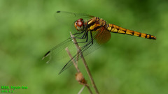 Sympetrum speciosum