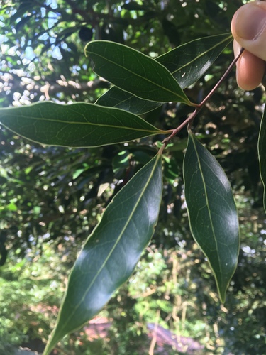 Nectandra salicina - Whole tree