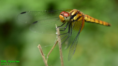 Sympetrum speciosum