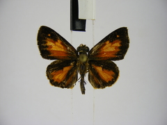 Gorgyra rubescens