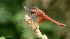 Sympetrum speciosum