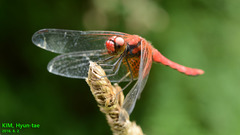 Sympetrum speciosum