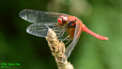 Sympetrum speciosum