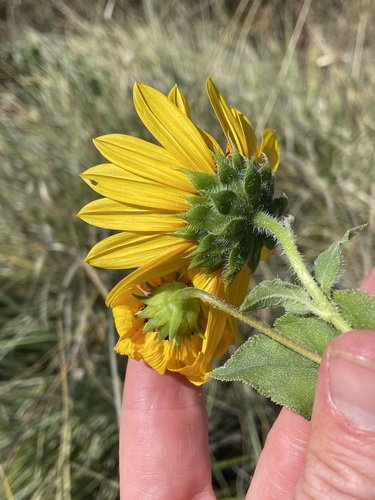 Image of Helianthus paradoxus by (c) Martin Purdy, some rights reserved (CC BY)