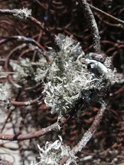 Leucodermia guzmaniana