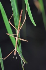 Anophelepis telesphorus